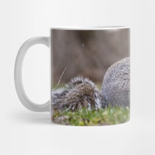 Grey Squirrel Mug